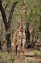 Giraffe in Afrika von Christiaan Van Den Berg Miniaturansicht