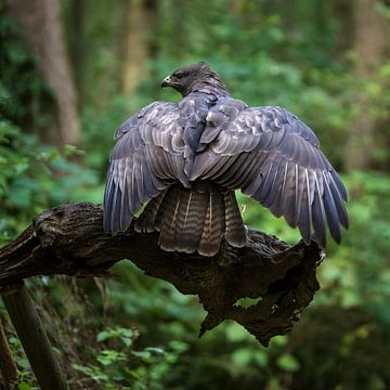 Mäusebussard in Mantelpose