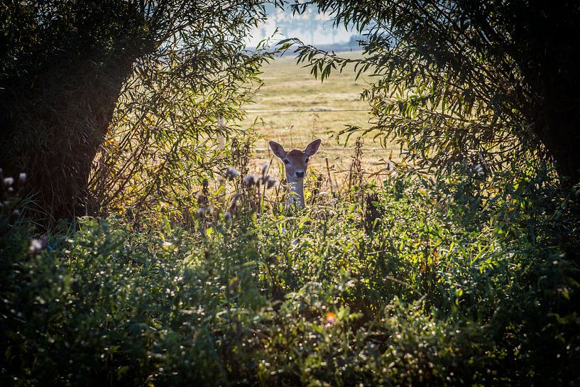 Hert in veld by Michel Nauta