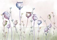 poppy field