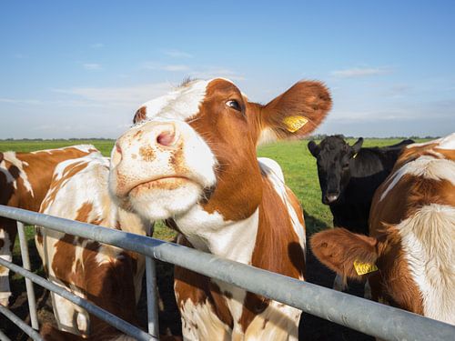 Die Kuh. von André Hamerpagt