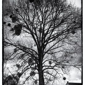 Mistletoe, Limburg van Jeroen Niemeijer