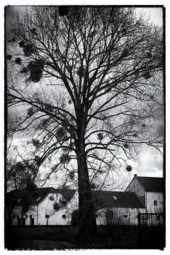 Mistletoe, Limburg