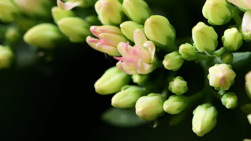 All little flowers by Gerard de Zwaan