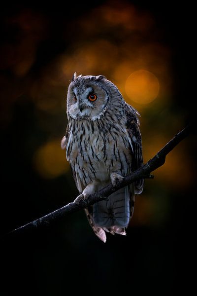 Long-eared owl on a branch during sunset by Albert Beukhof