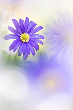 Heavenly flowers van Bob Daalder