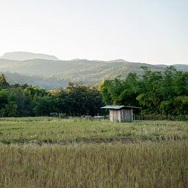 Rice fields in Thailand by Valerie Visschedijk - Reisfotografie
