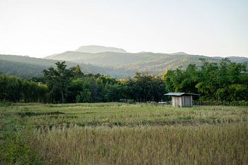 Rijstvelden in Thailand van Valerie Visschedijk - Reisfotografie