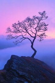 Tree in misty twilight by Art & Soul Creations