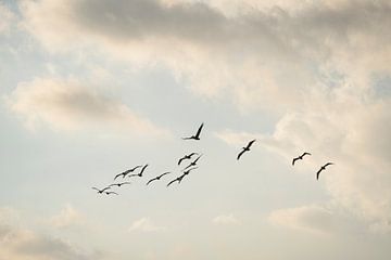 Liberté en vol - Symphonie du ciel - pélicans - oiseaux sur Femke Ketelaar
