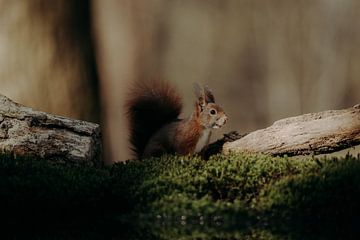 Squirrel in Clinge 3 by Andy Troy