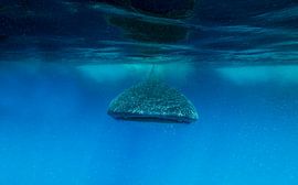 Requin-baleine en approche... sur Lennart Verheuvel