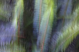 Photographie abstraite-Botanique-Plantes-Fougères