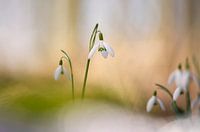 duo snowdrops