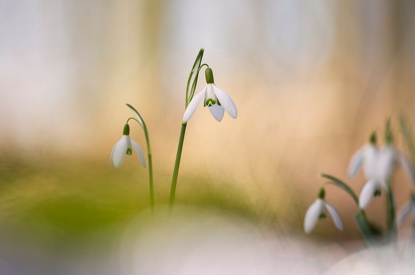 duo snowdrops by Fotografie Krist / Top Foto Vlaanderen