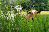 what do i see - 2 cows at castle in Halder - Sint-Michielsgeste by Arnoud Kunst thumbnail