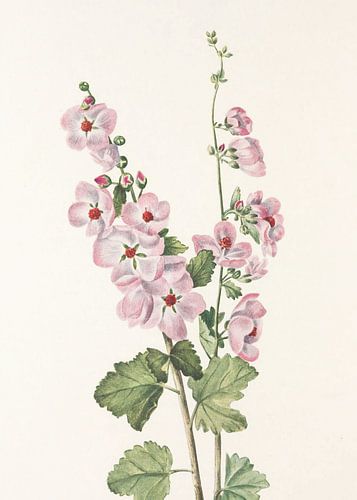 Orange Eye Globemallow From North American Wildflowers (1925) By Mary Vaux Walcott
