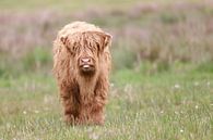 Scottish Highlander Calf by Karin van Rooijen Fotografie thumbnail