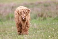 Scottish Highlander Calf