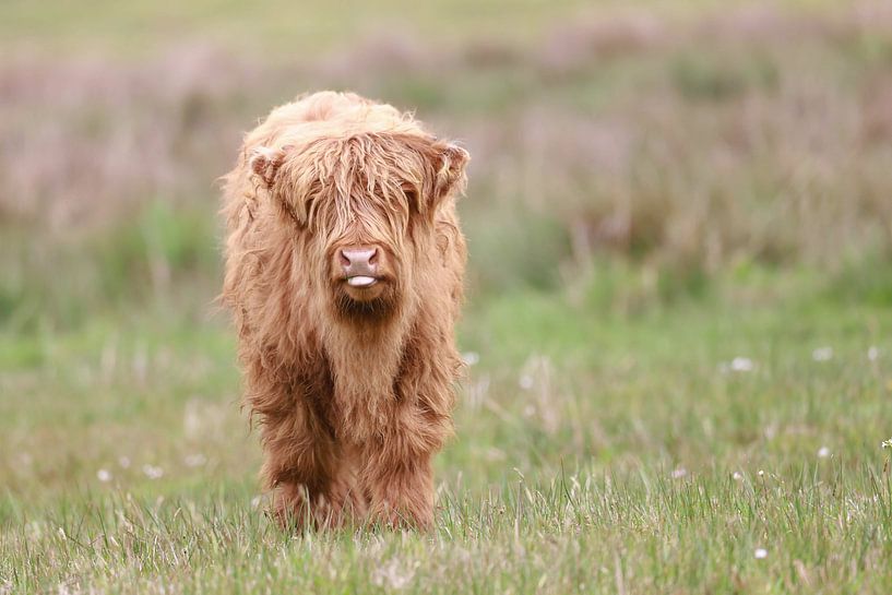 Scottish Highlander Calf by Karin van Rooijen Fotografie