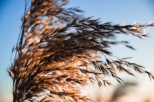 Coniferen tijdens zonsondergang, golden hour van Byroosmarijn