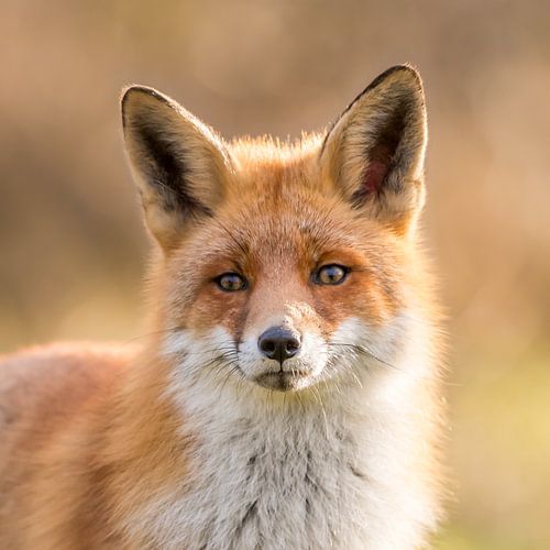 Curious Red Fox! by Robert Kok