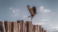 Buizerd