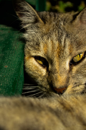 Italiaanse kat