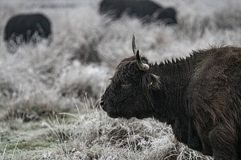 Highlander écossais noir