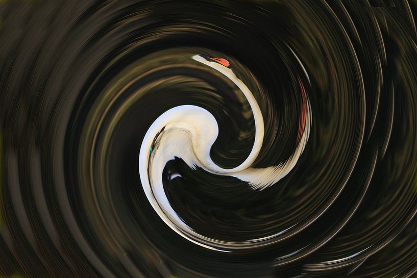 Twisted white lump swan by Bobsphotography