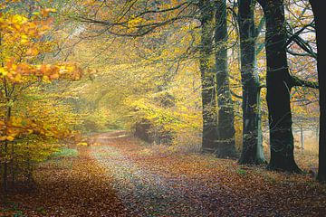 Forest path through autumn colours in Drenthe by Fotografiecor .nl
