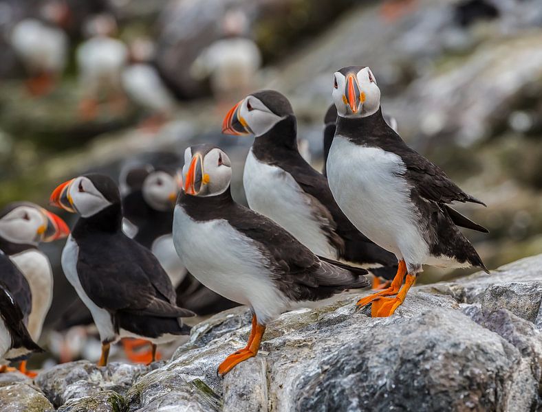 Papegaaiduiker groep par Robin Voorhamm