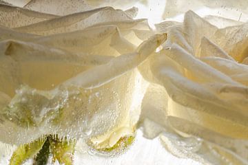 2 witte rozenblaadjes in ijs van Marc Heiligenstein
