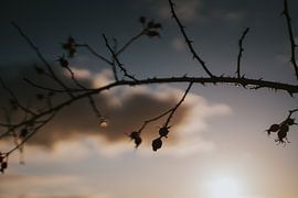 winter landscape by Froukje Wilming