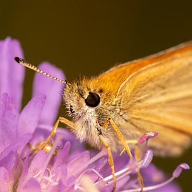 Schmetterling von Myra van Heeringen