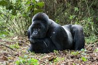 Berggorilla (Gorilla beringei beringei) man rustend in het regenwoud van Nature in Stock thumbnail