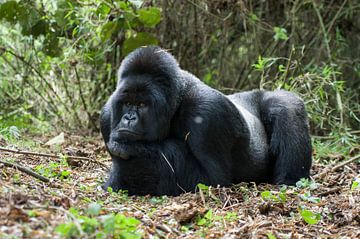 Berggorilla (Gorilla beringei beringei) man rustend in het regenwoud