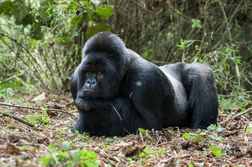 Berggorilla (Gorilla beringei beringei) man rustend in het regenwoud van Nature in Stock