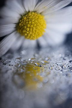 The daisy "looks" at the reflection in the drops