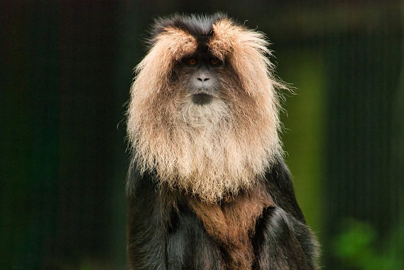 Der bärtige Affe sieht mich an von Natuurpracht   Kees Doornenbal
