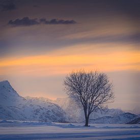Baum in der verschneiten Landschaft von Andy Luberti