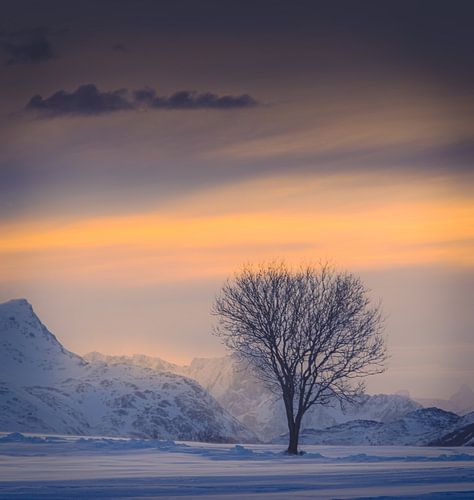Boom in het besneeuwde landschap