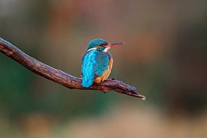 Eisvogel