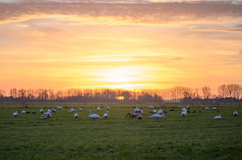 swans at sunrise by Tania Perneel