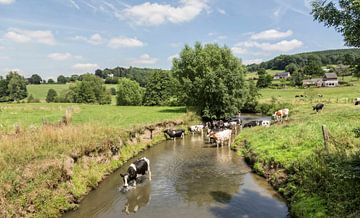 Koeien zoeken verkoeling in de Geul in Zuid-Limburg van John Kreukniet