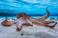 Octopus, Barathieu Gabriel van 1x thumbnail