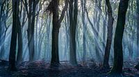 magical forest