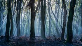 magical forest by Sjon de Mol
