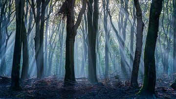 forêt enchantée sur Sjon de Mol