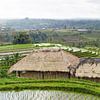 Panorama over een rijstvelden (sawa's) op bali sur Giovanni de Deugd